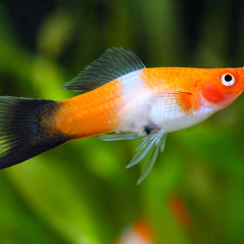 Xiphophorus Hellerii (porte-épée) Mâles