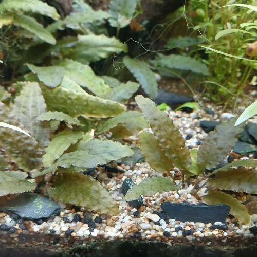 Cryptocoryne