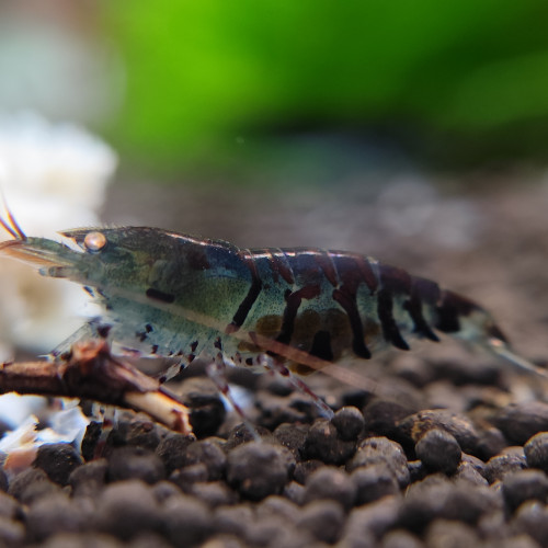 Caridina Tiger bleu OE juvéniles