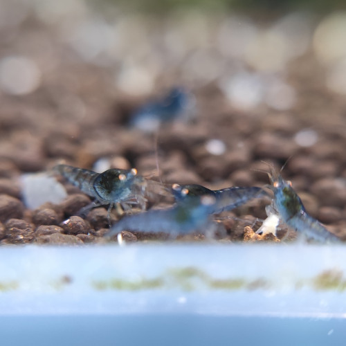 Caridina Tiger bleu OE juvéniles
