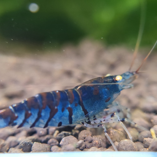 Caridina Tiger bleu OE juvéniles