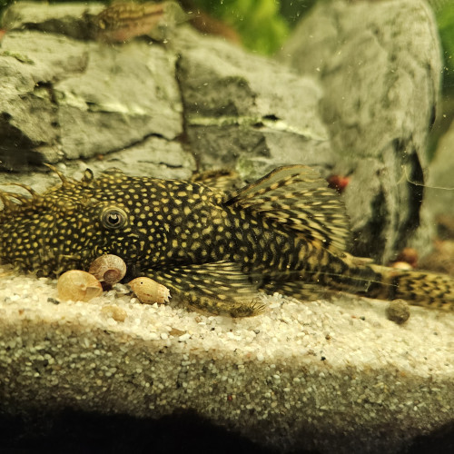 Groupes reproducteurs Ancistrus 10 cms (1 femelle et 2 mâles)