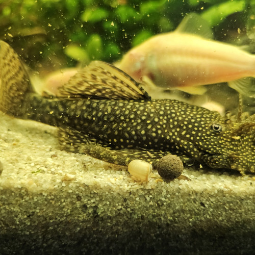 Groupes reproducteurs Ancistrus 10 cms (1 femelle et 2 mâles)