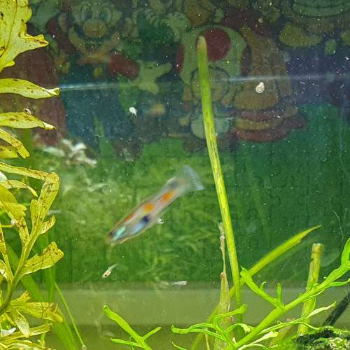 Guppy mal