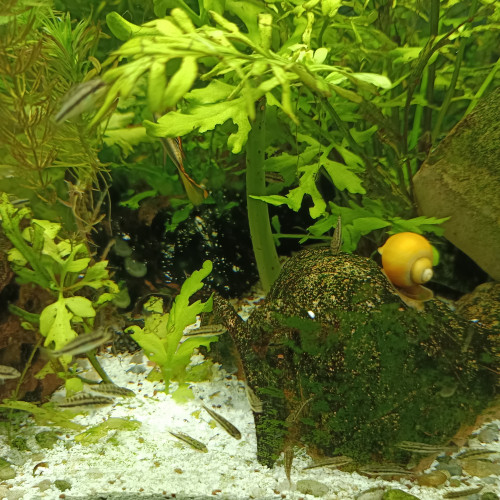 Pelmatos pelvicachromis pulcher