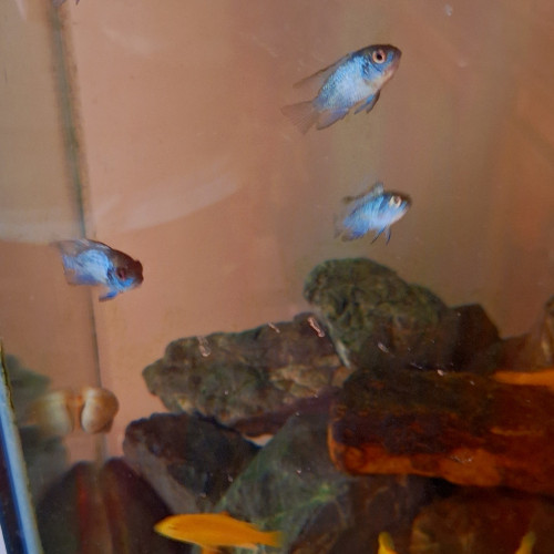 Acara bleu électrique