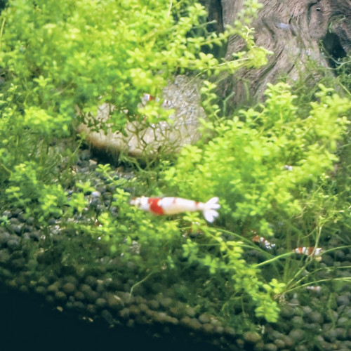 Lot de 12 Caridinia Crystal Red