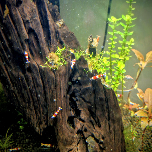 Lot de 12 Caridinia Crystal Red