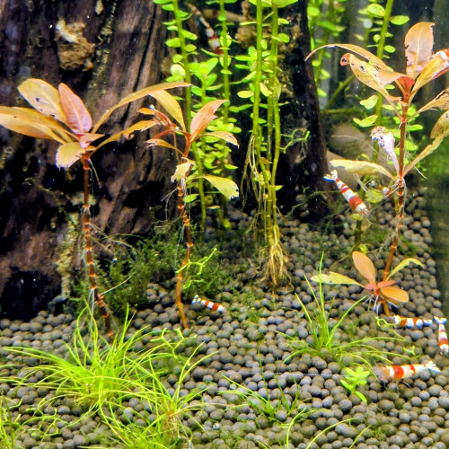 Lot de 12 Caridinia Crystal Red