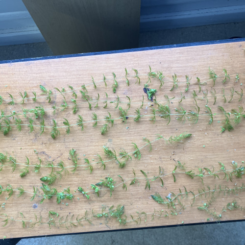 Ceratophylum submersum