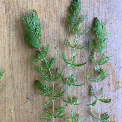 Ceratophylum submersum