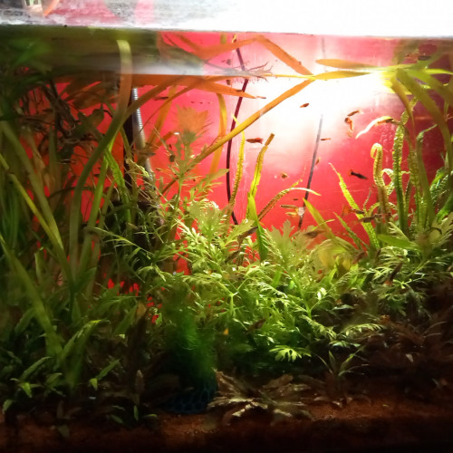 Guppys issus bac 450 L – colorés et en pleine santé