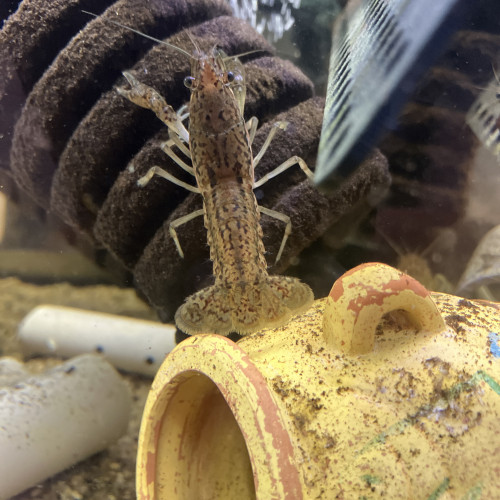 Écrevisse de. 5 mm à 5 cms jusqu9 cms