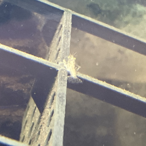 Écrevisse de. 5 mm à 5 cms jusqu9 cms