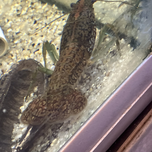 Écrevisse de. 5 mm à 5 cms jusqu9 cms