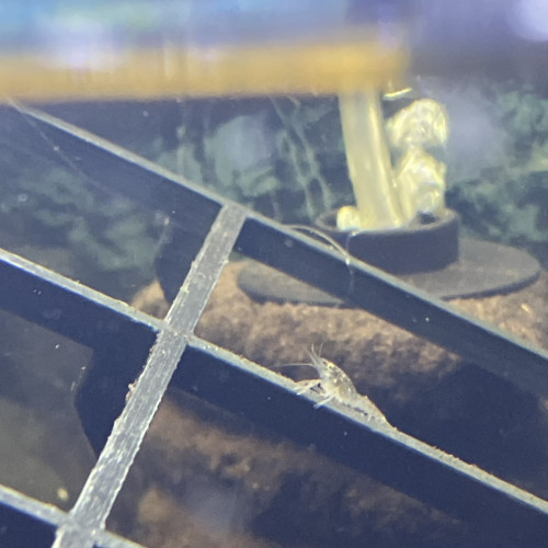 Écrevisse de. 5 mm à 5 cms jusqu9 cms