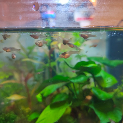 Donne femelles endler grise juvéniles