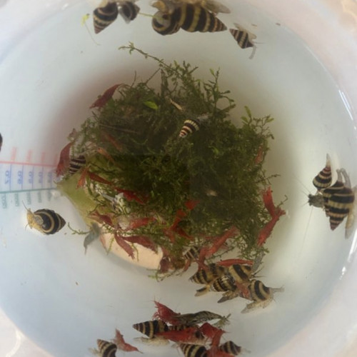 Disponibles à Andrésy (78 – Yvelines)