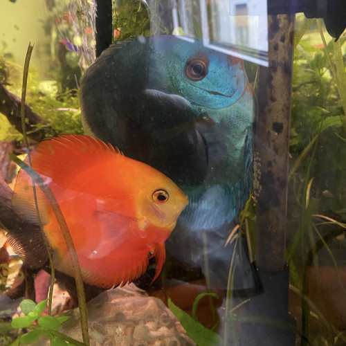 Disponibles à Andrésy (78 – Yvelines)