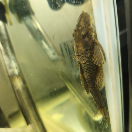 Disponibles à Andrésy (78 – Yvelines)