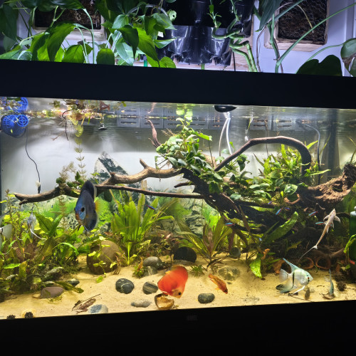 Disponibles à Andrésy (78 – Yvelines)