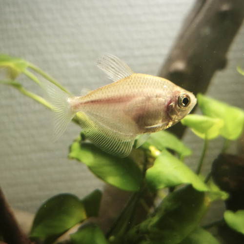 Disponibles à Andrésy (78 – Yvelines)