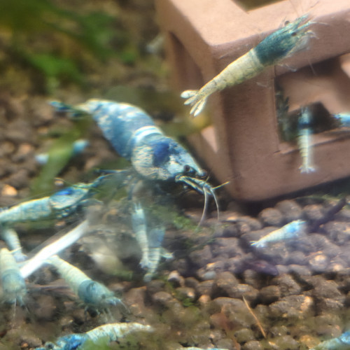 Disponibles à Andrésy (78 – Yvelines)