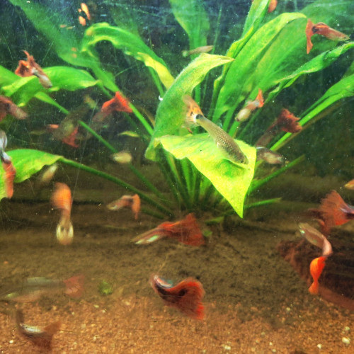 Lot de 20 guppys (au choix : mâles ou femelles)