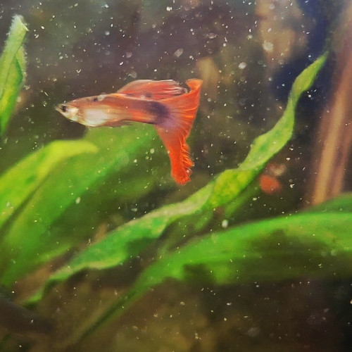 Lot de 6 guppys (au choix : mâles ou femelles)