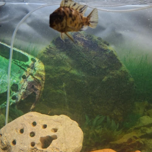 Tropheops black makonde mc f1 couple