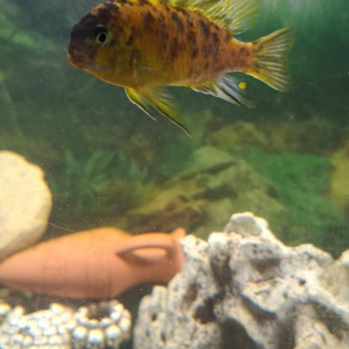 Tropheops black makonde mc f1 couple