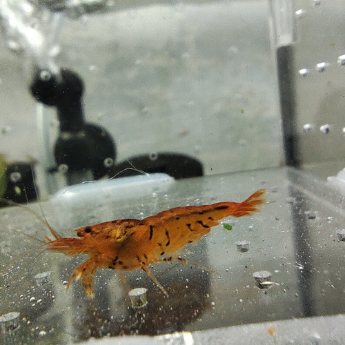 crevettes tiger tangerine