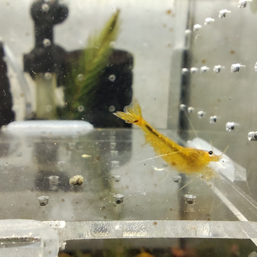 crevettes yellow king kong YKK caradina