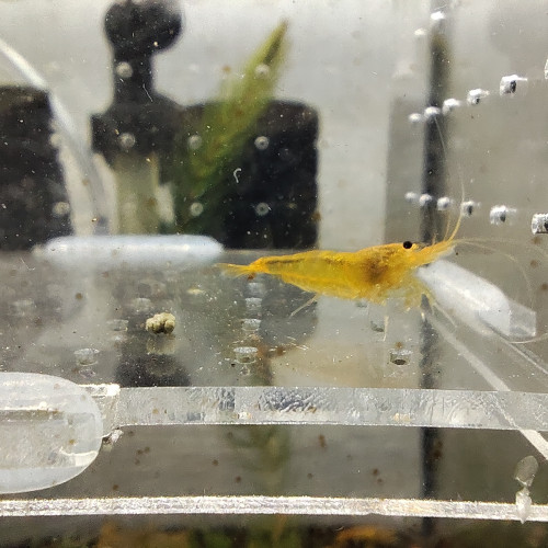 crevettes yellow king kong YKK caradina