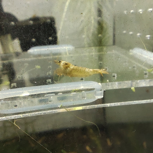 crevettes snow golden caradina