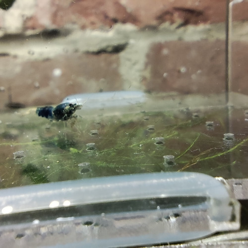 crevettes blue steel