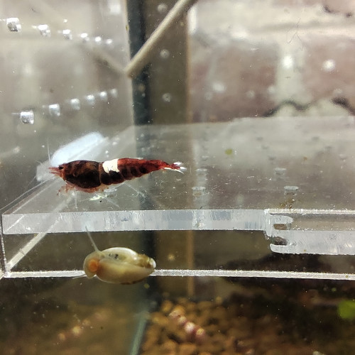 crevettes ruby caradina