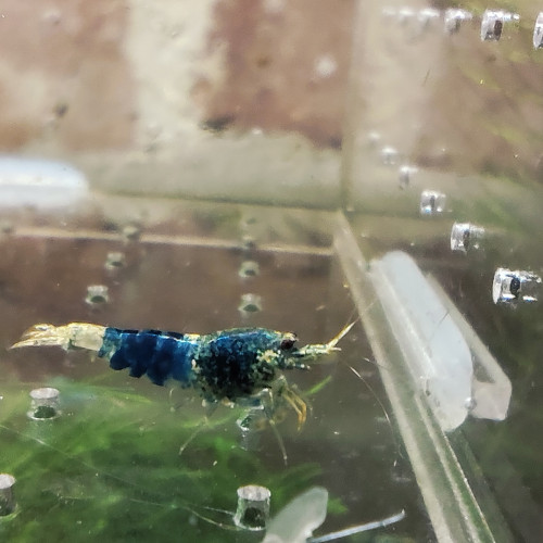 crevettes blue steel caradina