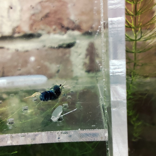 crevettes blue steel caradina