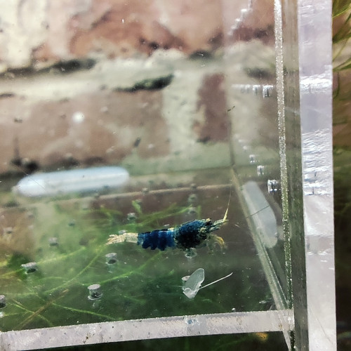 crevettes blue steel caradina