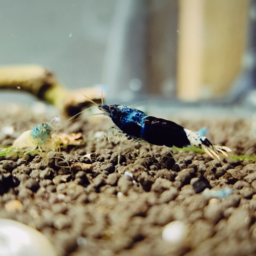 crevettes crazy blue caradina