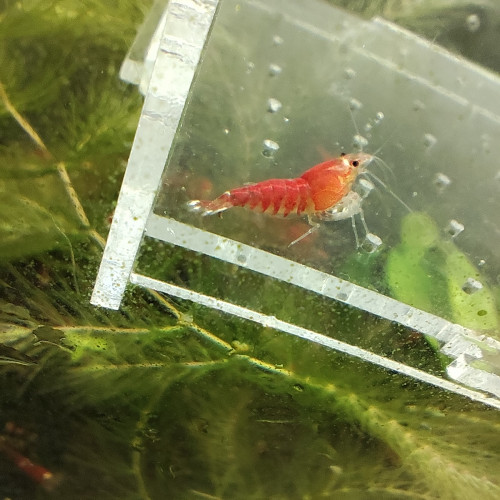crevettes super crystal red santa caradina