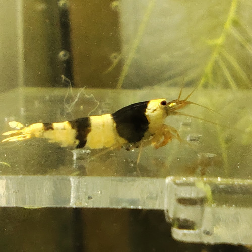 crevettes crystal black caradina