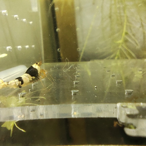 crevettes crystal black caradina