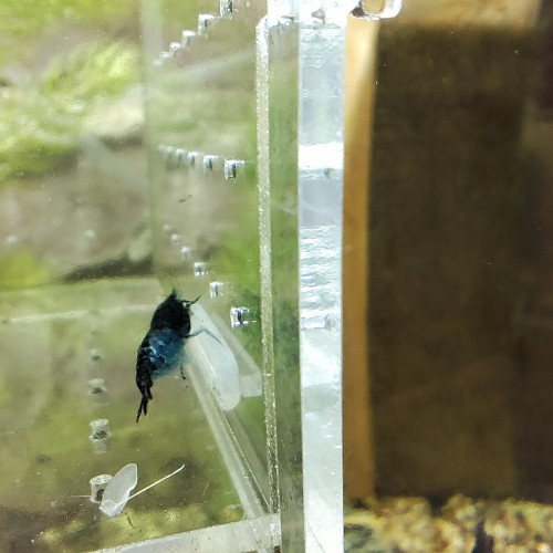 crevettes carbon rili neocaradina