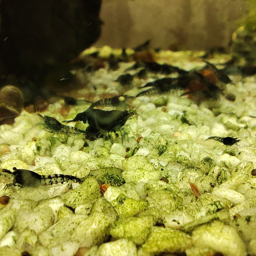crevettes carbon rili neocaradina