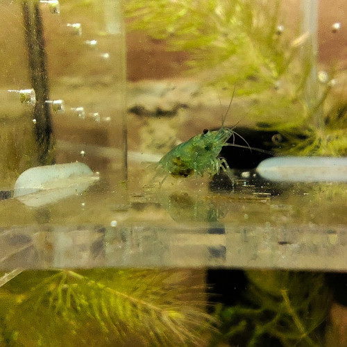 crevettes blue jelly neocaradina