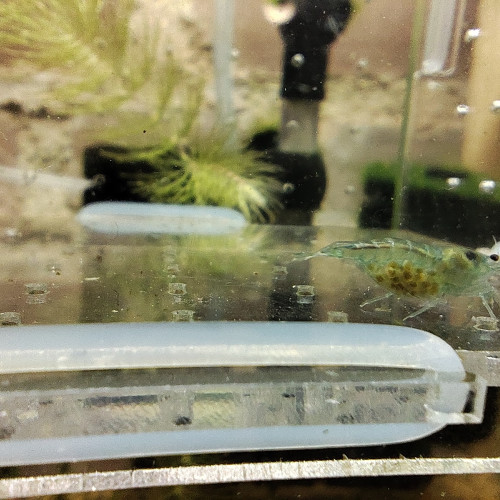 crevettes blue jelly neocaradina