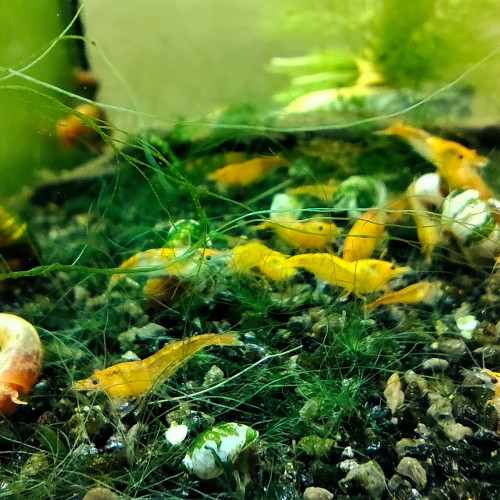 crevettes orange sakura neocaradina