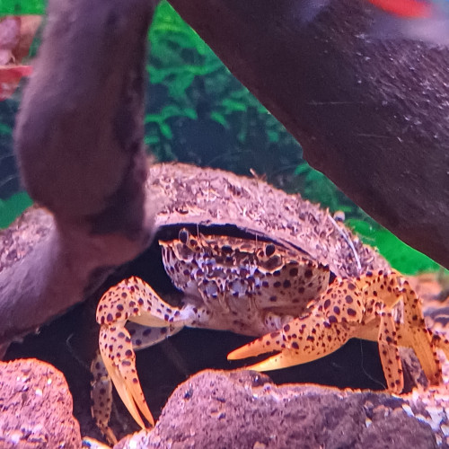 Donne 2 crabes panthère